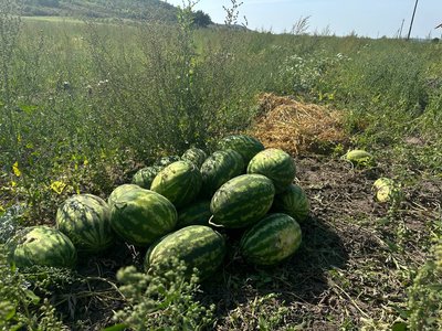 Врожай кавунів Врожай кавунів