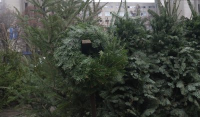 Новорічні ялинки, вінок, різдвяний вінок ялинки, купити ялинку, живі ялинки, тернопіль