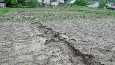 Картопля Росохач Картопля Росохач