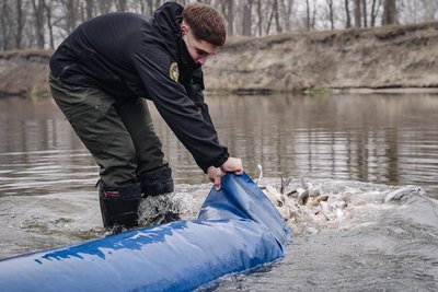 У водойми Полтавської області випустили понад 12 тонн риби У водойми Полтавської області випустили понад 12 тонн риби