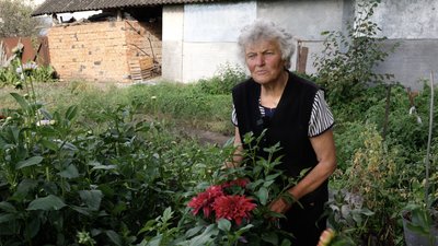 Поле жоржин на городі: як 82-річна буковинка Ольга Грекул вирощує понад сотню сортів квітів Поле жоржин на городі: як 82-річна буковинка Ольга Грекул вирощує понад сотню сортів квітів