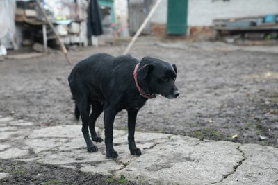 "Сам тут, а душа там". Історія родини, яка виїхала з села Студенок на кордоні Сумщини