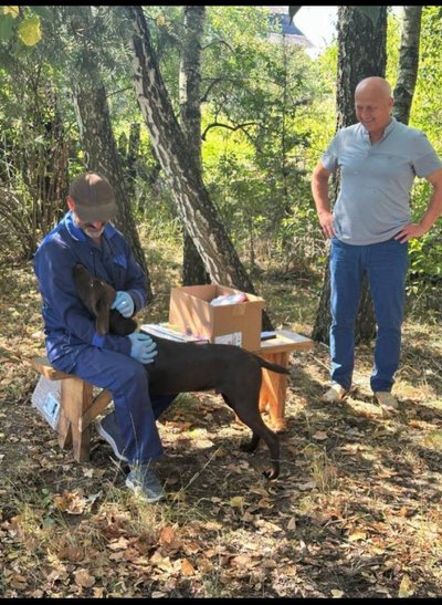 На Житомирщині від початку року підтвердили 25 випадків сказу серед тварин: що робити після укусу На Житомирщині від початку року підтвердили 25 випадків сказу серед тварин: що робити після укусу