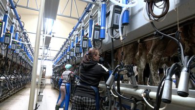 Молочне питання: скільки коштуватиме молоко на Черкащині? Молочне питання: скільки коштуватиме молоко на Черкащині?