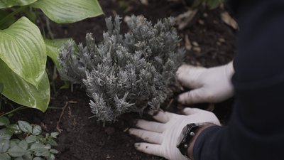 У Вінниці висадили лавандову алею до Дня захисника та захисниці У Вінниці висадили лавандову алею до Дня захисника та захисниці