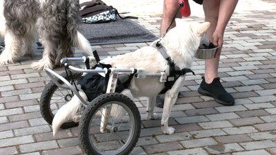 Каністерапія для поранених бійців