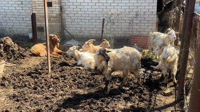 Кози Довга Балка Іллінівська громада Донецька область 21 квітня 2025 рік Кози Довга Балка Іллінівська громада Донецька область 21 квітня 2025 рік