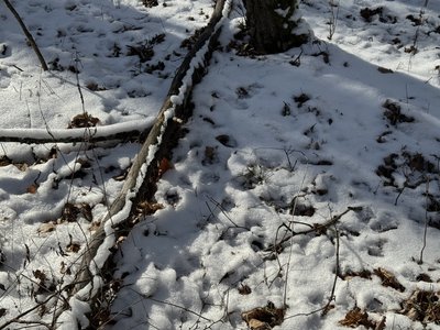 На Полтавщині лісівники підгодовують диких тварин: чим і кого годують На Полтавщині лісівники підгодовують диких тварин: чим і кого годують