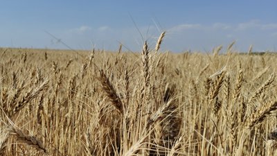 На Миколаївщині зібрали понад 650 тисяч тонн зерна