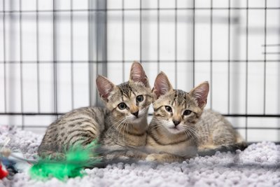 AdoptMe Days: на вихідних в Києві триватиме фестиваль адопції тварин на ВДНГ AdoptMe Days: на вихідних в Києві триватиме фестиваль адопції тварин на ВДНГ