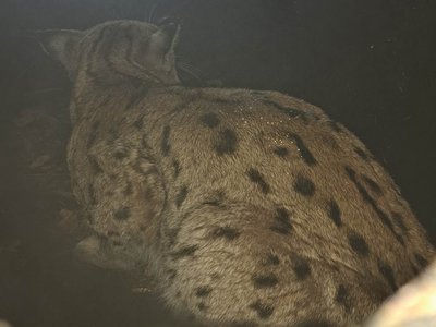 Одягнули телеметричний нашийник та назвали Станіслав. На Закарпатті за риссю спостерігатимуть експерти WWF-Україна Одягнули телеметричний нашийник та назвали Станіслав. На Закарпатті за риссю спостерігатимуть експерти WWF-Україна