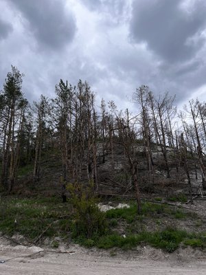 Згорілий через російські обстріли ліс у Богородичному, де були позиції Павла Згорілий через російські обстріли ліс у Богородичному, де були позиції Павла