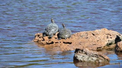 Чому вода у ставках парку Перемоги в Одесі стала коричневою