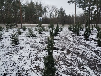 Посадили дерева Посадили дерева