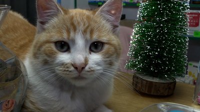 Валер'янка Валер'янка