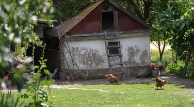 Історія подружжя Мійняйло з Дніпропетровщини, які проживають у майже спорожнілому селі Історія подружжя Мійняйло з Дніпропетровщини, які проживають у майже спорожнілому селі