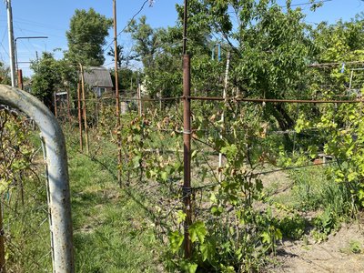 Як заморозки впливають на виноград Як заморозки впливають на виноград