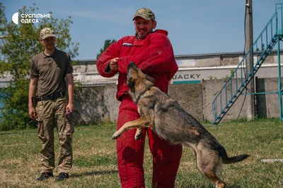 Шукають наркотики та вибухівку: як в Одесі тренують службових собак Шукають наркотики та вибухівку: як в Одесі тренують службових собак