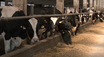 До 25%: у господарствах молочної галузі Черкащини фіксують падіння надоїв До 25%: у господарствах молочної галузі Черкащини фіксують падіння надоїв