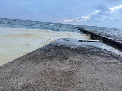 На узбережжі Одеси виявили плями та загиблих птахів На узбережжі Одеси виявили плями та загиблих птахів