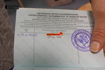 "Любов до тварин": в Одесі відкрили кафе з врятованими котами "Любов до тварин": в Одесі відкрили кафе з врятованими котами