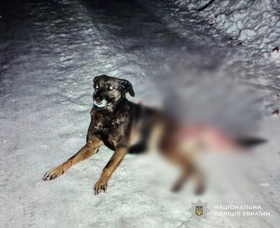 На Львівщині розшукують людину, яка вбила собаку у Старому Селі На Львівщині розшукують людину, яка вбила собаку у Старому Селі