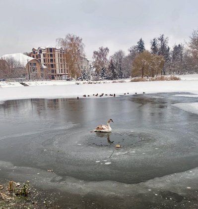 У Луцькому зоопарку прихистили лебедя з вадами розвитку. Розповіли, чому врятувати можуть не всіх У Луцькому зоопарку прихистили лебедя з вадами розвитку. Розповіли, чому врятувати можуть не всіх