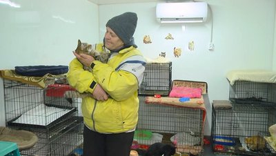 Як волонтери із Хмельницького рятують покинутих котів Як волонтери із Хмельницького рятують покинутих котів