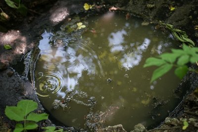 "Тут тварини травляться". На Сумщині зливають каналізаційні води поблизу села "Тут тварини травляться". На Сумщині зливають каналізаційні води поблизу села
