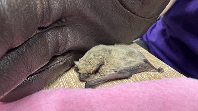 У Кропивницькому випустили в природу 35 червонокнижних врятованих кажанів У Кропивницькому випустили в природу 35 червонокнижних врятованих кажанів