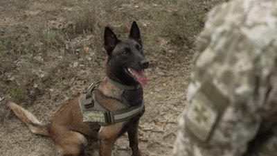 "Не уявляю службу без неї": як собака Барбі допомагає охороняти кордон Рівненщини з Республікою Білорусь "Не уявляю службу без неї": як собака Барбі допомагає охороняти кордон Рівненщини з Республікою Білорусь