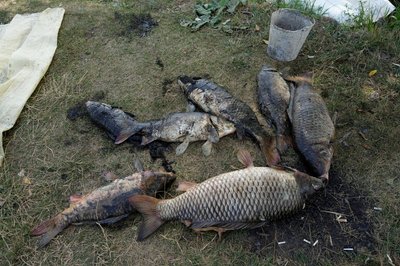 Понад 10 тисяч мертвих рибин виловили за п'ять днів у селі під Харковом, де стався мор риби Понад 10 тисяч мертвих рибин виловили за п'ять днів у селі під Харковом, де стався мор риби