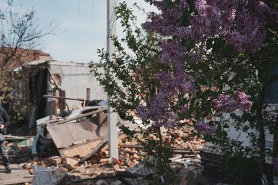 Цвіте бузок у Харкові