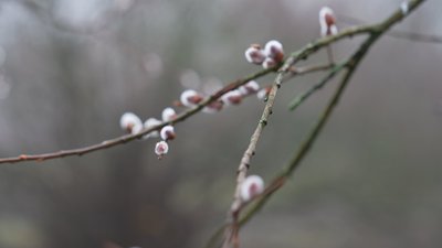 Як зміни клімату впливають на рослини та чи очікувати на зниження температури повітря у лютому на Сумщині