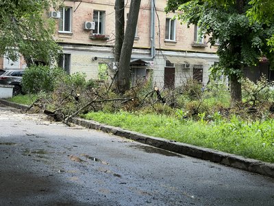 Дерево, яке травмувало дитину у Полтаві, визнали аварійним 5 років тому: чому не спиляли Дерево, яке травмувало дитину у Полтаві, визнали аварійним 5 років тому: чому не спиляли