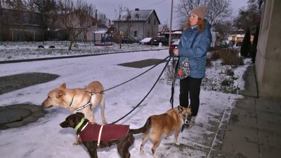 "Мажор з Дружківки". Як волинська волонтерка допомагає прилаштовувати собак з прифронтових територій