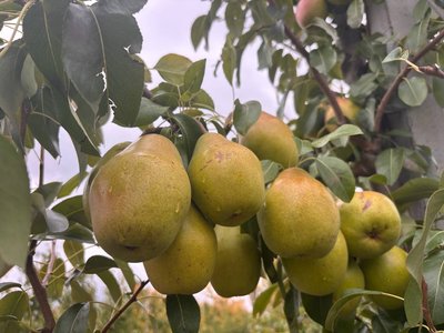 "Були дві ночі сильних заморозків": як весняні морози вплинули на врожай груш на Черкащині "Були дві ночі сильних заморозків": як весняні морози вплинули на врожай груш на Черкащині