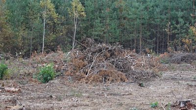 Жителі прикордоння Сумщини можуть безоплатно забирати рештки після заготівлі деревини Жителі прикордоння Сумщини можуть безоплатно забирати рештки після заготівлі деревини