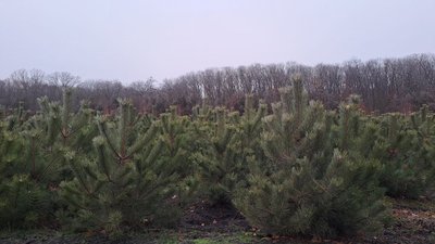 Лісівники Кіровоградщини виростили майже 60 тисяч ялин і сосен до різдвяно-новорічних свят Лісівники Кіровоградщини виростили майже 60 тисяч ялин і сосен до різдвяно-новорічних свят