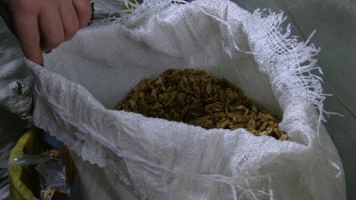 До 200 гривень за кілограм: як на Черкащині вирощують та продають волоський горіх До 200 гривень за кілограм: як на Черкащині вирощують та продають волоський горіх