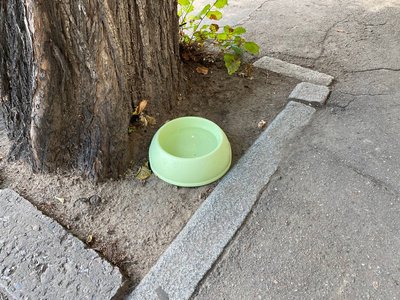 Миска з водою біля дерева Миска з водою біля дерева