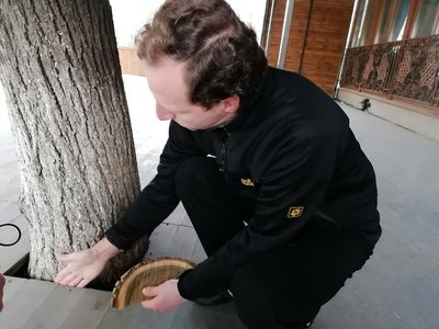Їм загрожує загибель. У Кропивницькому дерева заблокували літніми майданчиками