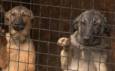 Тварин нікуди селити — черкаський міський притулок "Друг" переповнений Тварин нікуди селити — черкаський міський притулок "Друг" переповнений