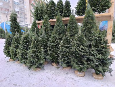 Від 200 до 900 гривень: у Луцьку стартував продаж ялинок і сосен до свят Від 200 до 900 гривень: у Луцьку стартував продаж ялинок і сосен до свят