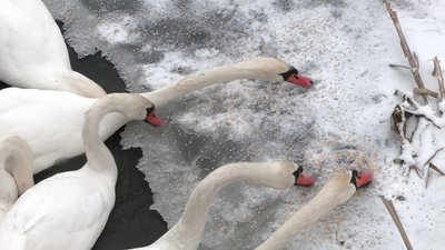 Понад пів сотні лебедів залишились зимувати на річці Устя у Великому Олексині на Рівненщині Понад пів сотні лебедів залишились зимувати на річці Устя у Великому Олексині на Рівненщині