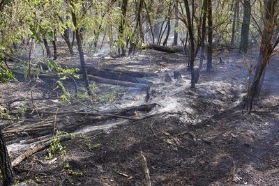 Згоріло майже десять гектарів заповідного лісу: чому могла виникнути пожежа у заповіднику у передмісті Дніпра Згоріло майже десять гектарів заповідного лісу: чому могла виникнути пожежа у заповіднику у передмісті Дніпра