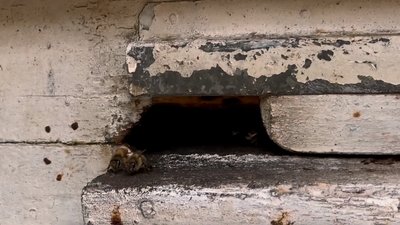 "Втратив шістсот тисяч комах": у громаді на Кіровоградщині зафіксували мор бджіл "Втратив шістсот тисяч комах": у громаді на Кіровоградщині зафіксували мор бджіл