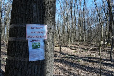"Це природне диво": у Холодному Яру на Черкащині розквітли підсніжники
