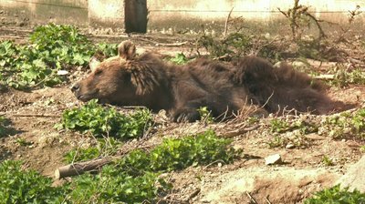 Першою прокинулась Марта, а Ваня не спав: ведмеді Луцького зоопарку вийшли на літні вольєри Першою прокинулась Марта, а Ваня не спав: ведмеді Луцького зоопарку вийшли на літні вольєри