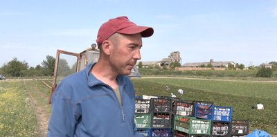 "У нас не п'ють, бо в кожному дворі є плантація полуниці": як у селі на Волині вирощують ягоди "У нас не п'ють, бо в кожному дворі є плантація полуниці": як у селі на Волині вирощують ягоди